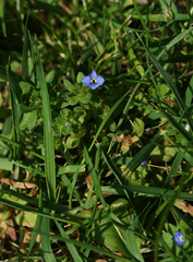 Veronica arvensis