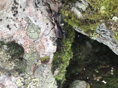 Carabus depressus