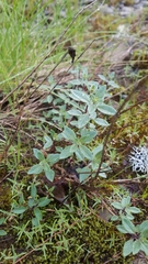 Monardella purpurea