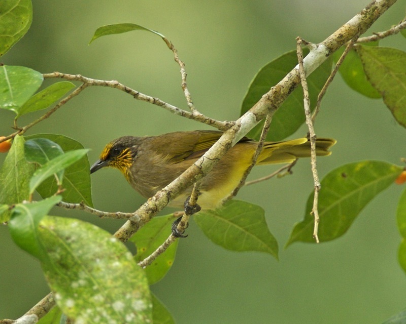 Stripe-Throated Bulbul