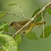 Stripe-throated Bulbul - Photo (c) Lip Kee Yap, some rights reserved (CC BY-SA)