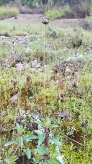 Monardella purpurea