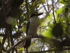 Todiramphus chloris kalbaensis