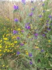 Echium vulgare