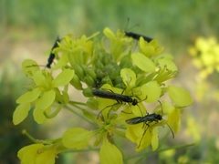 Trachelus tabidus