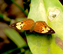 Cupha erymanthis lotis