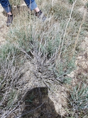 Artemisia tridentata tridentata