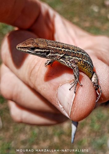Blank's Psammodromus, Psammodromus blanci