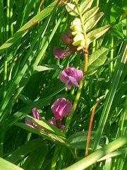 Vicia sepium