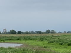 Haliaeetus