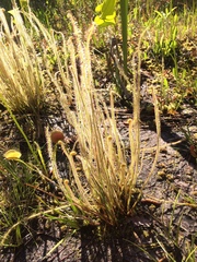 Drosera filiformis