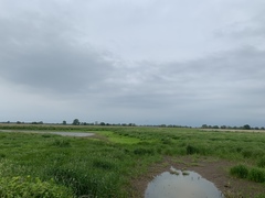 Haliaeetus