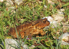 Bufo verrucosissimus