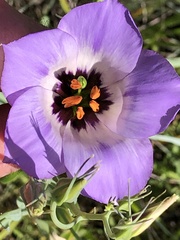Eustoma russellianum