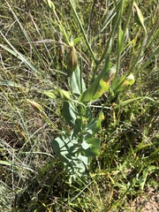 Eustoma russellianum