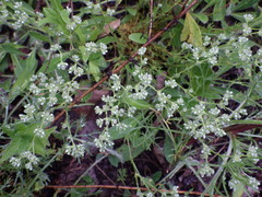 Scleranthus perennis