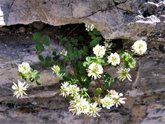 Trifolium nigrescens