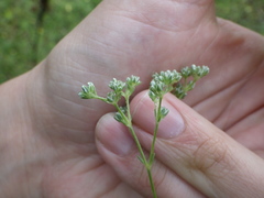 Scleranthus perennis