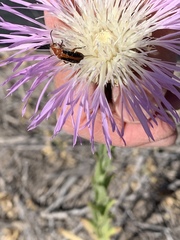 Nemognatha piazata