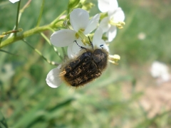 Tropinota squalida