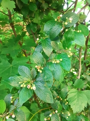 Cotoneaster