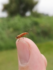 Rhagonycha fulva