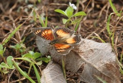 Junonia sophia sophia