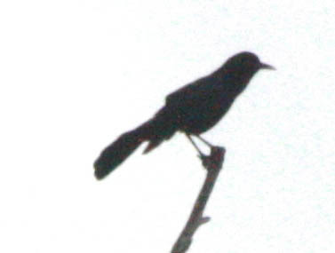 Quiscalus major