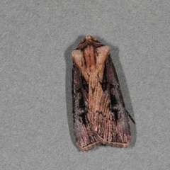 Agrotis volubilis
