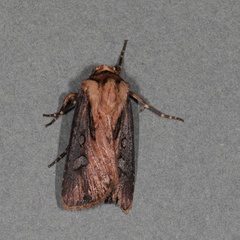 Agrotis volubilis