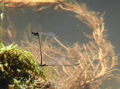 Prodasineura autumnalis