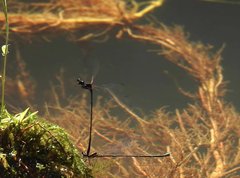 Prodasineura autumnalis