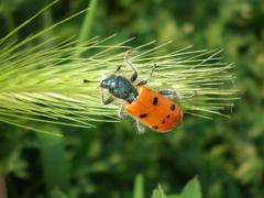 Trichodes octopunctatus