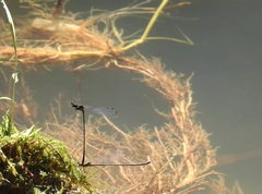 Prodasineura autumnalis