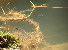 Prodasineura autumnalis