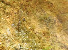 Prodasineura autumnalis