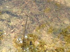 Prodasineura autumnalis