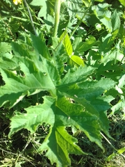 Heracleum sphondylium