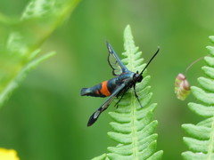 Synanthedon stomoxiformis