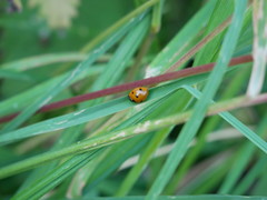 Coccinella septempunctata