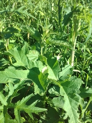 Heracleum sphondylium
