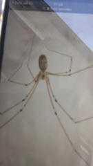 Pholcus phalangioides