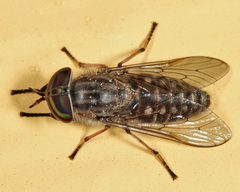 Tabanus pumilus