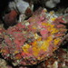 Reef Stonefish - Photo (c) Franco Colnago, some rights reserved (CC BY-NC), uploaded by Franco Colnago