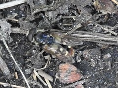 Sericomyia lata