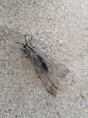 Acanthaclisini