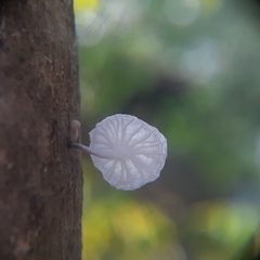 Marasmiellus candidus