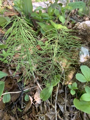 Equisetum pratense