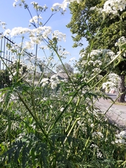 Anthriscus sylvestris