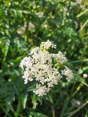 Anthriscus sylvestris
